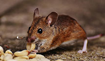 24 Hour & Emergency Exterminators in Astoria, NY
